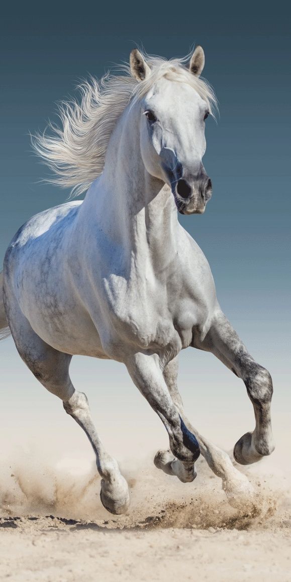 Krásna osuška biely kôň pre deti Jerry Fabrics